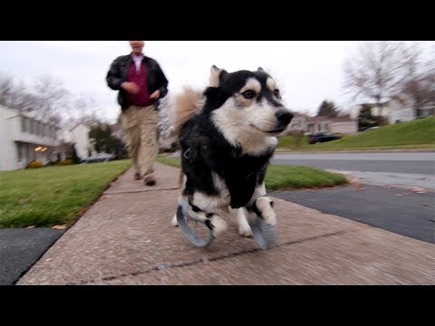 Кучето Дерби повторно може да оди благодарение на хуманите луѓе и 3D печатачите