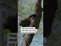 On patrol with South Africa’s baboon guardians  - 01:00 min - News - Video