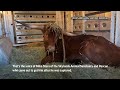 Wandering bull caught in New Jersey now at animal sanctuary  - 01:16 min - News - Video