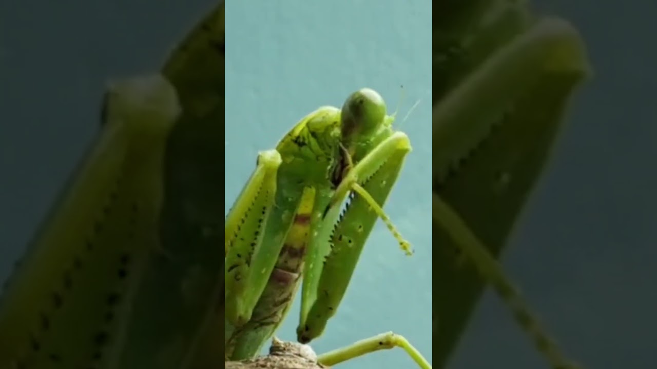 With The Giant Mantis...#insects #prayingmantis #mantis