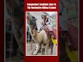 Lok Sabha Elections 2024 | Independent Candidate Goes To File Nomination Riding A Camel