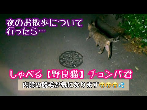 しゃべる 野良猫 さんが脱毛になりました 野良猫さん夜のお散歩どこ行く まとめちゅーぶ