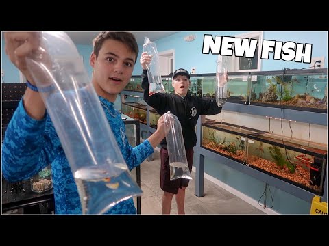 BUYING *NEW* COLORFUL FISH + AQUARIUM!!!