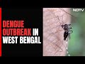 Dengue Cases In West Bengal Reach Record High