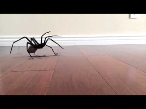 Upload mp3 to YouTube and audio cutter for SPIDER JUMP SCARE! MUST WATCH! download from Youtube