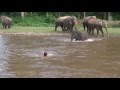 Viral video : A baby elephant saves his trainer from drowning !