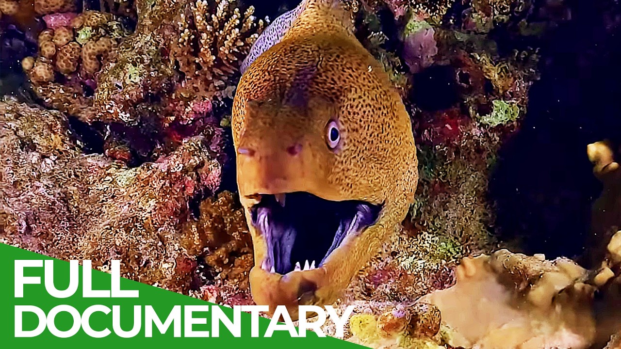 The Red Sea - Enchanting World Beneath the Waves | Free Documentary Nature