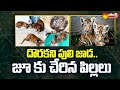 Tiger cubs transferred to Sri Venkateswara Zoological Park after mother not found