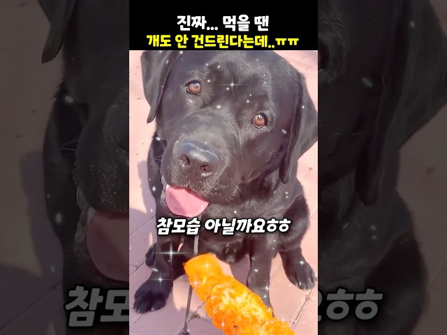 진짜… 먹을 땐 개도 안 건드린다는데..ㅠㅠ