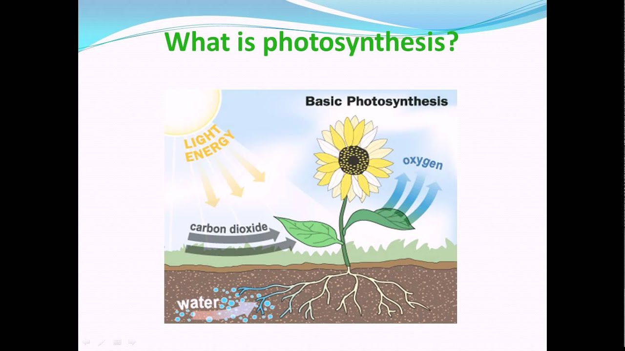 raw-materials-used-by-green-plants-for-photosynthesis