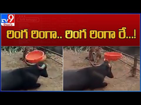 Buffalo spins plastic tub with a horn, viral video Buffalo spins plastic tub with a horn, viral video