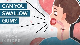 Here's What Happens In Your Body When You Swallow Gum | The Human Body