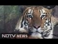 Indore techie adopts baby, marries. Then a 2-year-old tiger joins the family