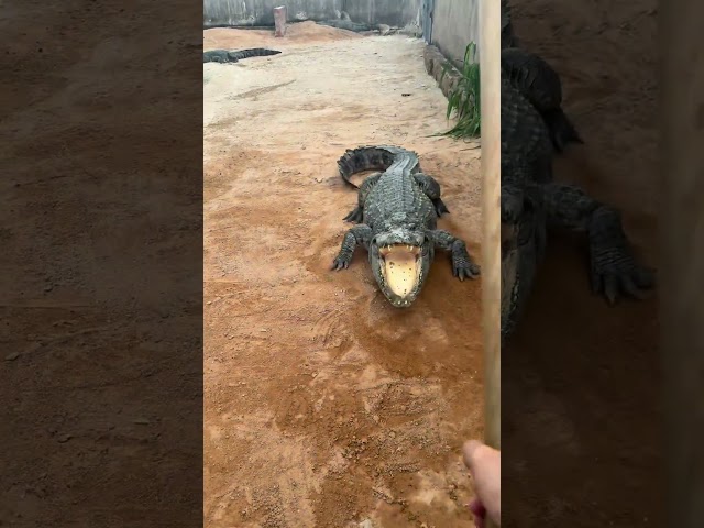 Dare you fight crocodiles One shovel per crocodile 你敢打鳄鱼吗？一铁锹一只 #animal【跟着图尔去旅行】