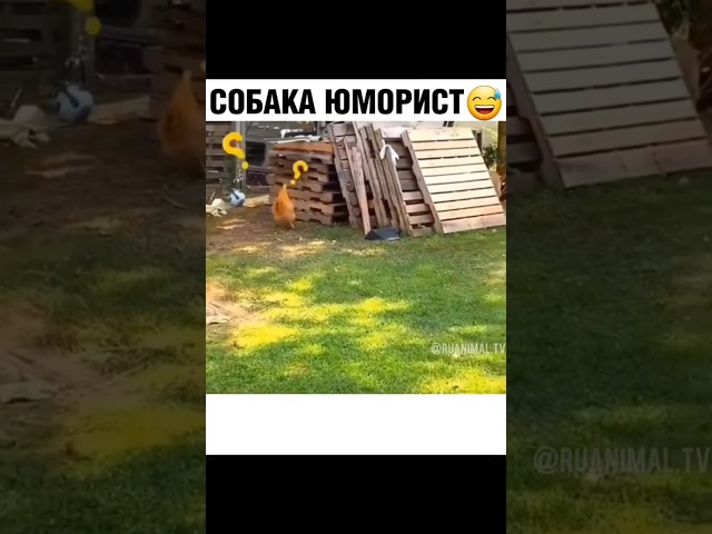 собакен точно был человеком!