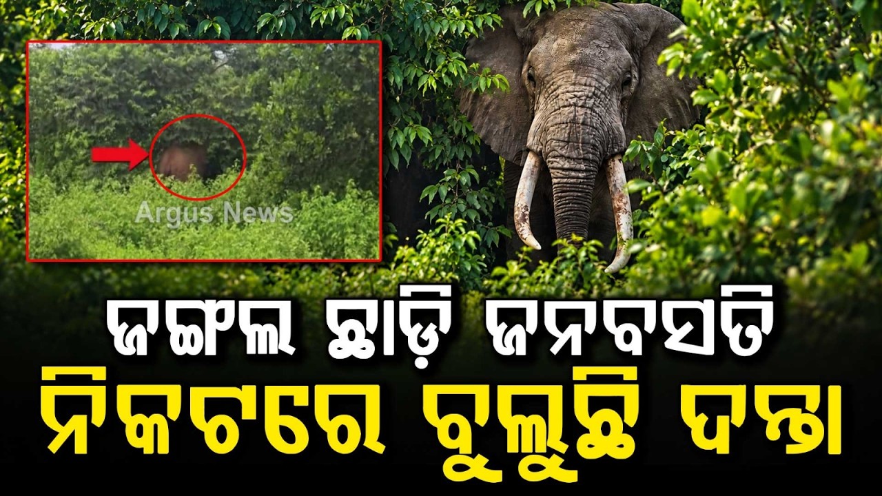 Elephant Panic In Andharua: Injured Wild Tusker Spotted Near Human Settlement | Argus News