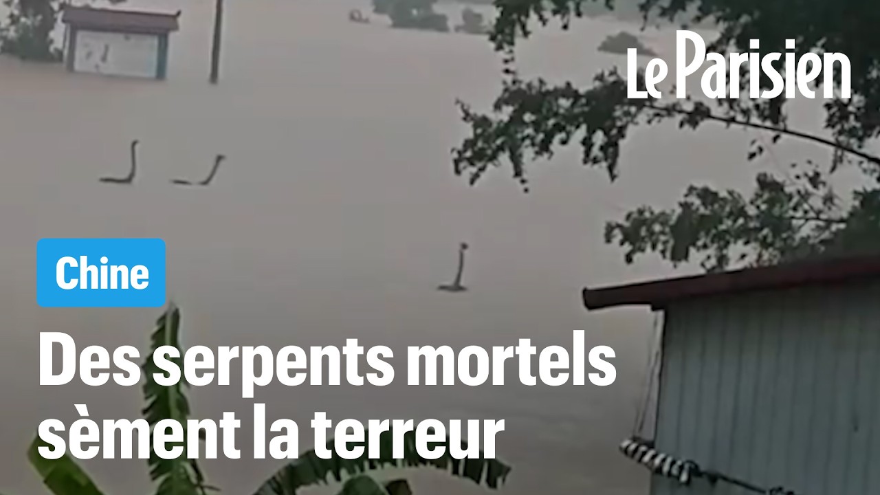 Inondations en Chine : 900 serpents venimeux envahissent les rues submergées