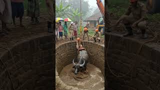 Shocking Village Rescue Massive Buffalo Pulled from Deep Well in Dramatic Operation!