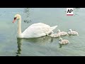 Localidad en norte de NY de luto por la pérdida de un cisne blanco - 01:03 min - News - Video