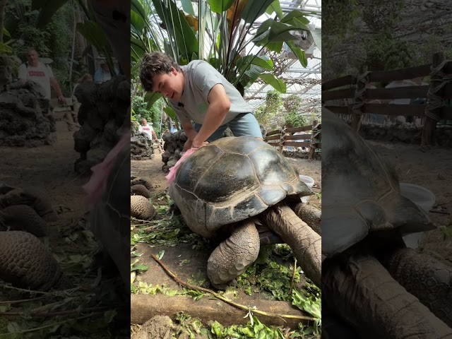 Hoe vuil is een schildpad? 🤔 🐢