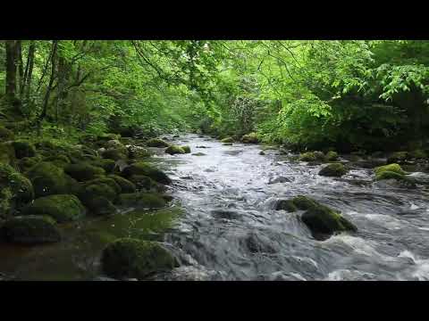 Upload mp3 to YouTube and audio cutter for A short Meditation of Nature Sounds-Relaxing Forest Birdsong-Calming Sound of River Water Relaxation download from Youtube