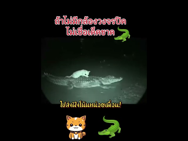 ไม่อยากจะเชื่อ #shortsfeed #animallife #animals #shortvideo #pets #memes