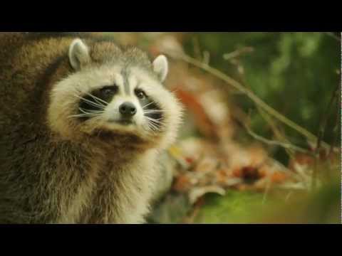 Against the Wild'