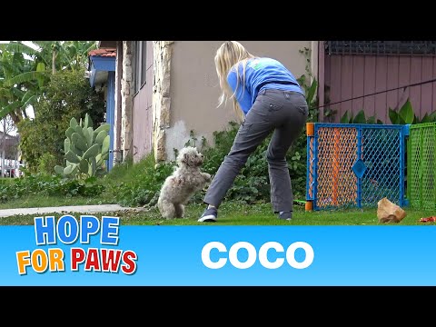 This homeless dog was not going to surrender without a fight!