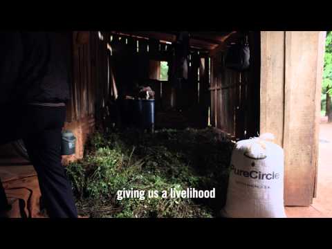 PureCircle farmer partner discusses the benefits of growing stevia. PureCircle farmer partner discusses the benefits of growing stevia.