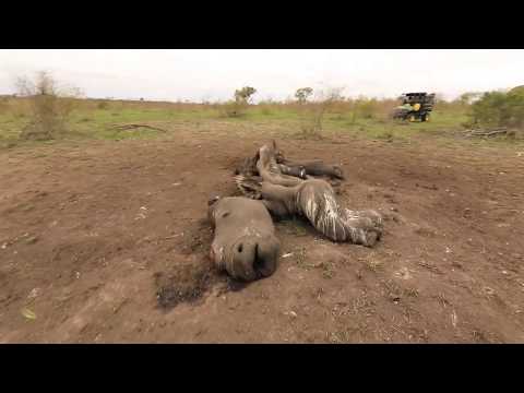 Stroop: Journey into the Rhino Horn War'