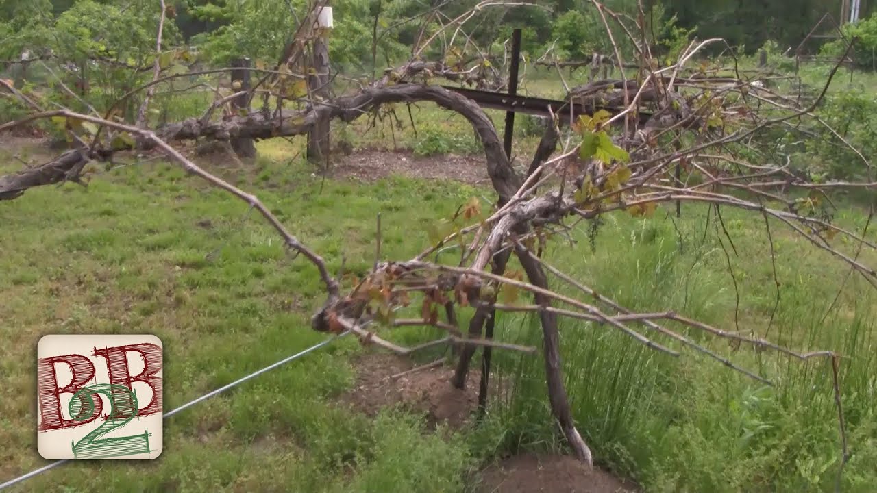 diy-grape-vine-wire-trellis-follow-up-back-to-basics-show-youtube