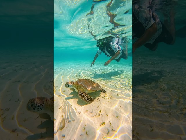 Sea world 😍😍 #prashubaby #sea #prashuvideos #shorts