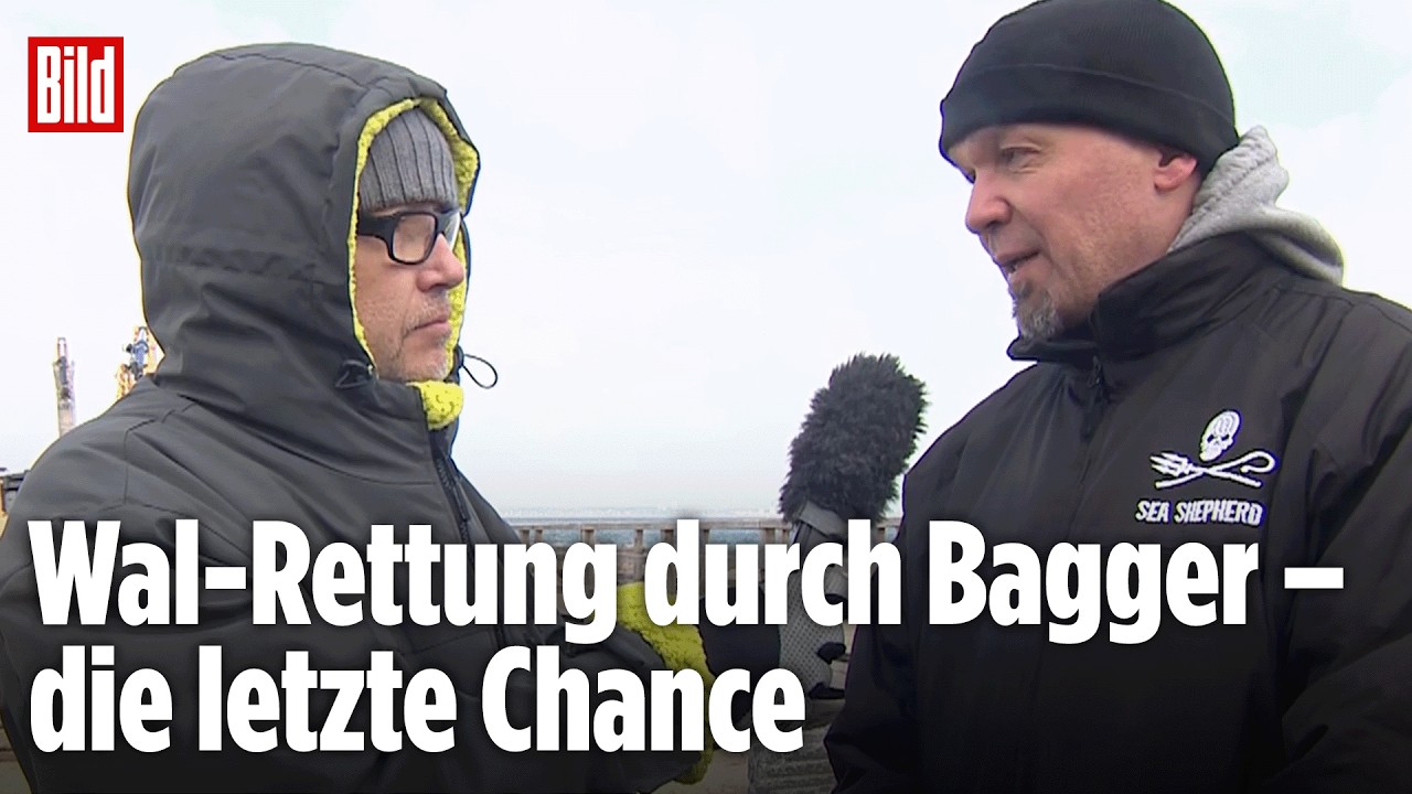 DRAMA UM 15-TONNEN-WAL: Schafft er den Weg zurück ins Meer?