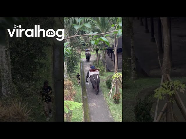 Elephant Whacks Passing Man With Stick || ViralHog