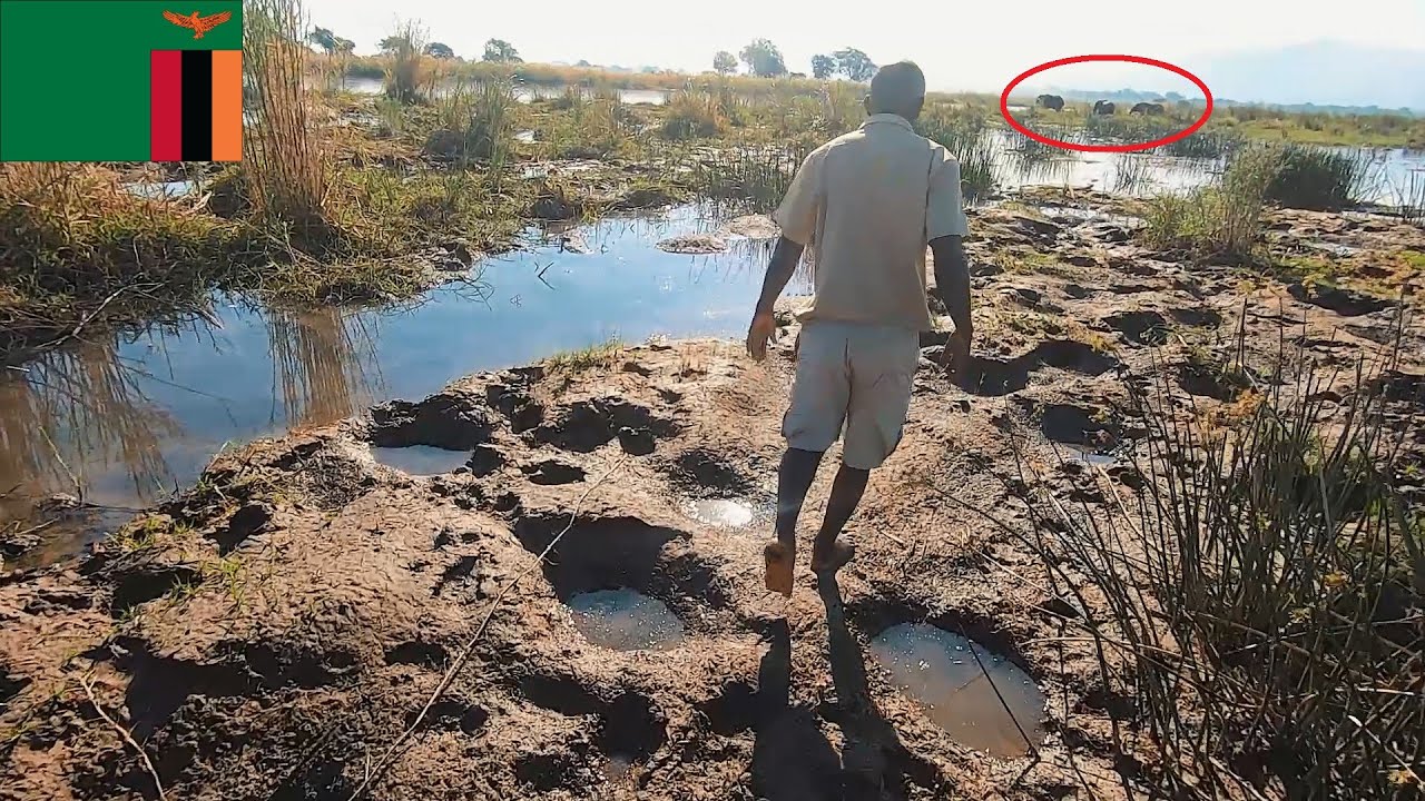 We've seen ELEPHANTS in the WILD - Zambezi River, Africa