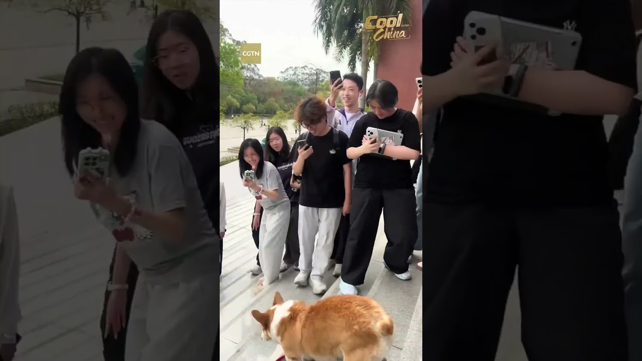 Le corgi skateur « Pitao Kele » enflamme Internet