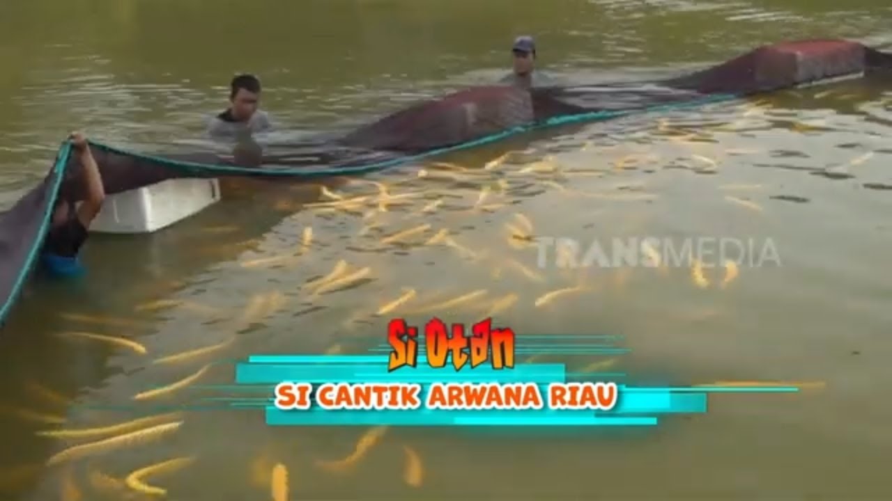 Si Cantik Arwana Riau | SI OTAN (13/05/24)