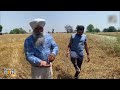 Punjab: Untimely rains damage crops in Jalandhar, farmers demand compensation | News9  - 03:41 min - News - Video
