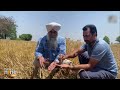 Punjab: Untimely rains damage crops in Jalandhar, farmers demand compensation | News9