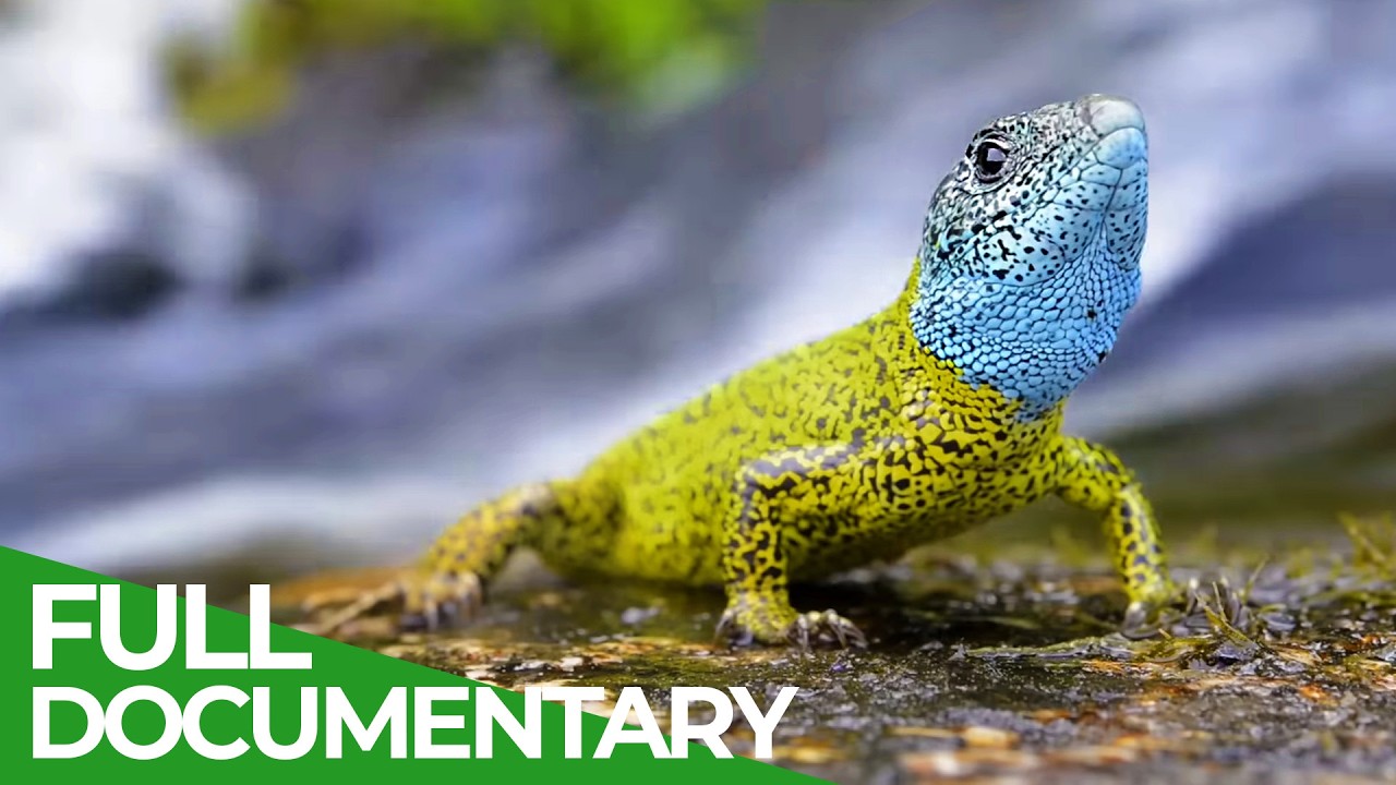 Portugal's Mountains Of Wild Wonders | Free Documentary Nature