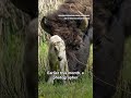 The search for a rare white buffalo calf in Yellowstone Park  - 00:38 min - News - Video