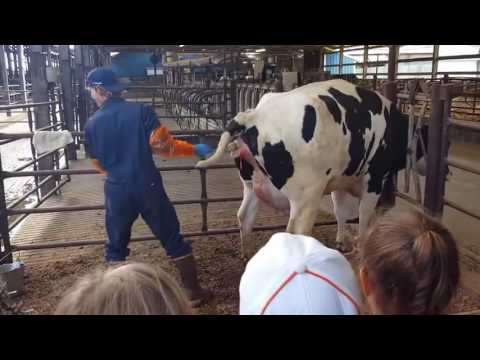 BABY CALF BEING BORN !!!