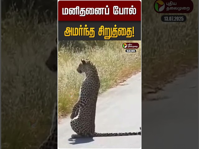மனிதனைப் போல் அமர்ந்த சிறுத்தை! | South Africa | Cheetah