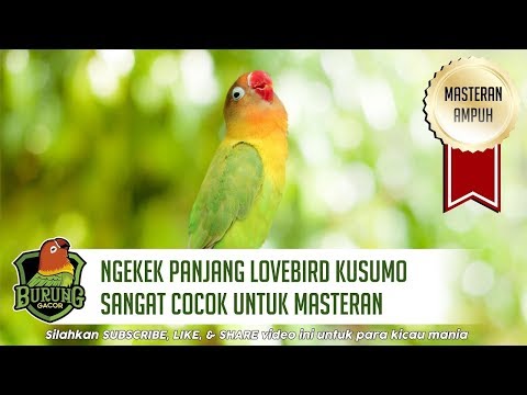 Ngekek Panjang Lovebird Kusumo Sangat Cocok Untuk Masteran