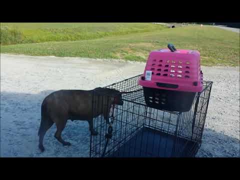 The Rescue of a homeless dog and her newborn babies