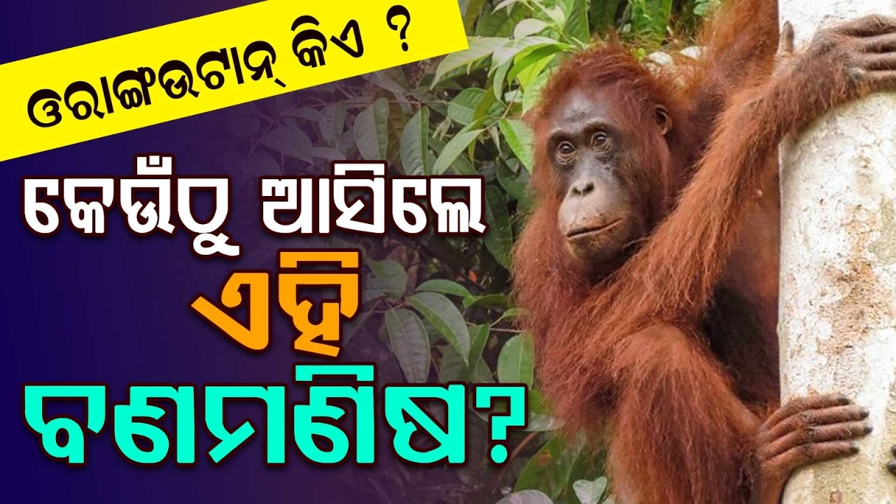 The Secret World Of Orangutans: Habitat, Intelligence & Species | Argus News