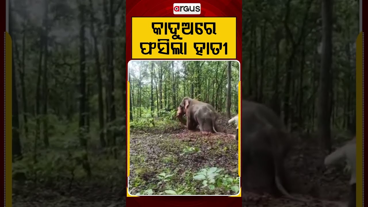 କାଦୁଅରେ ଫସିଲା ହାତୀ | Wild Elephant Struggles For Life After Getting Trapped In Mud | Argus News
