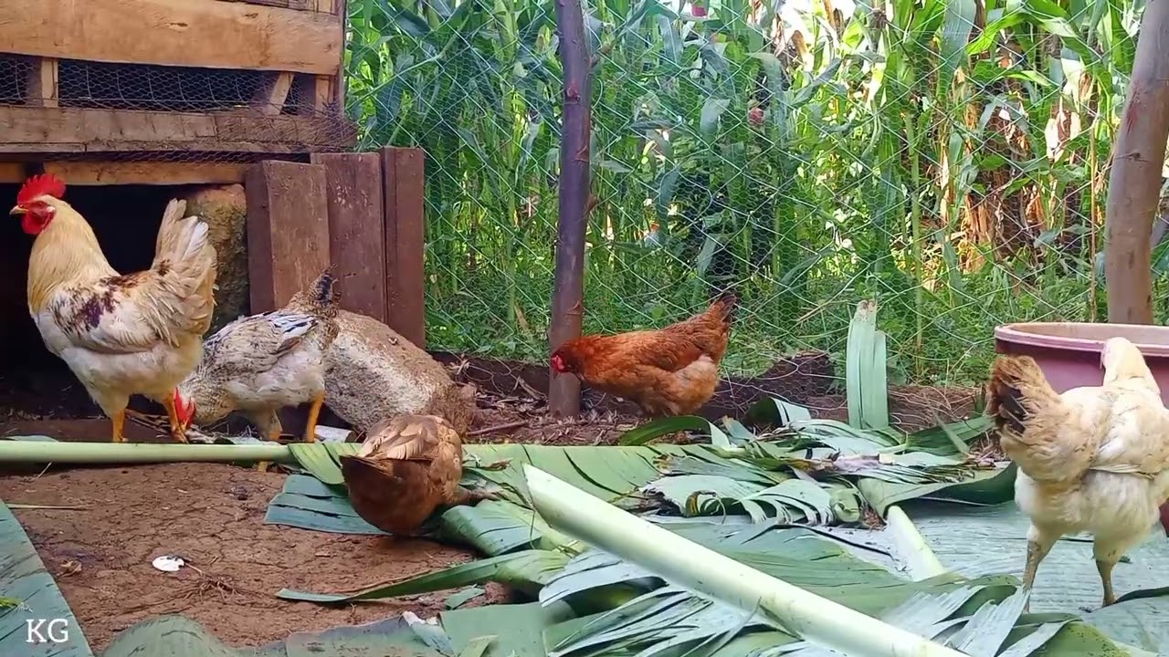 HOW TO BUILD A POULTRY FARM IN YOUR BACKYARD.