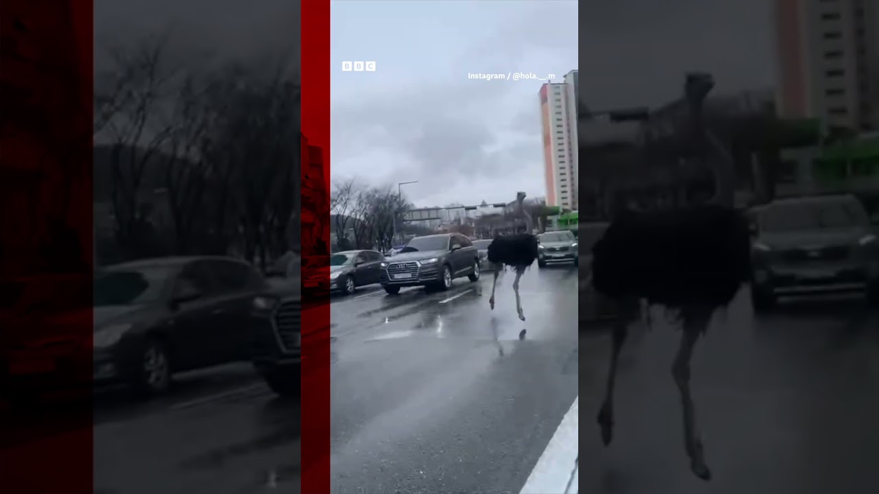 This ostrich was spotted roaming the streets of South Korea. #Shorts #SouthKorea #BBCNews