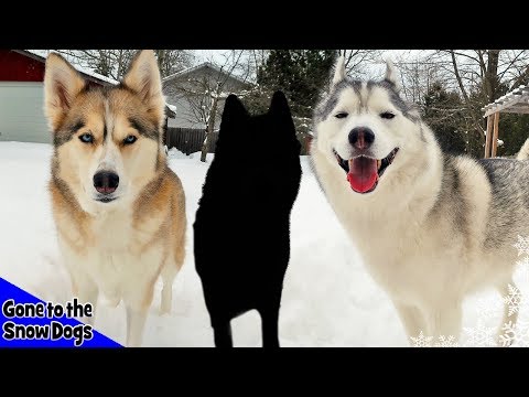 Are We Getting Another Husky? Will we Get Another Dog?